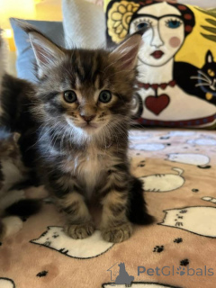 Photo №1. maine coon - for sale in the city of Differdange | 329$ | Announcement № 151485