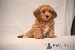 Photo №4. I will sell havanese dog in the city of Belgrade. breeder - price - negotiated