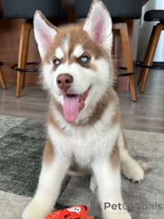 Photo №1. siberian husky - for sale in the city of Luxembourg | negotiated | Announcement № 179015