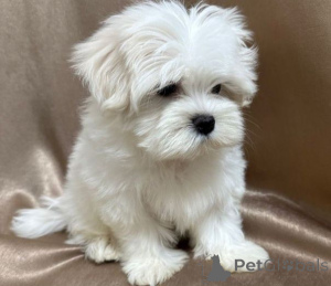 Photo №2 to announcement № 157581 for the sale of maltese dog - buy in Germany private announcement