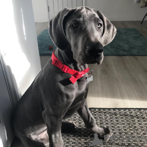 Photo №1. great dane - for sale in the city of Stockholm | 475$ | Announcement № 78829