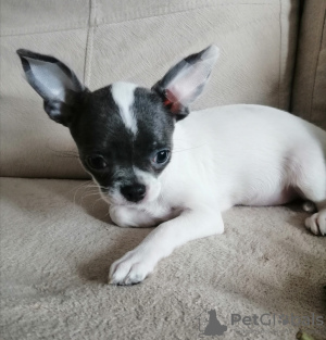 Photo №1. chihuahua - for sale in the city of Mogilyov | negotiated | Announcement № 40388