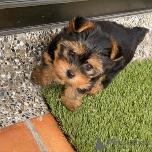 Photo №1. yorkshire terrier - for sale in the city of Toulouse | negotiated | Announcement № 10219