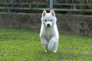 Photo №4. I will sell siberian husky in the city of Belgrade.  - price - 1057$