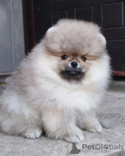 Photo №4. I will sell yorkshire terrier in the city of Helsinki. private announcement, breeder - price - Is free