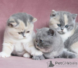 Photo №4. I will sell british shorthair in the city of Florida. private announcement, breeder - price - 300$