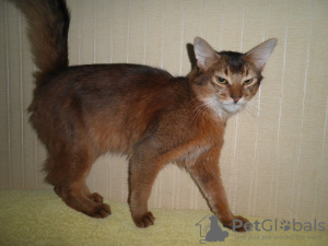 Photo №1. somali cat - for sale in the city of Kiev | negotiated | Announcement № 7688