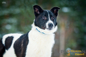 Photo №3. Casper looking for a home. Russian Federation