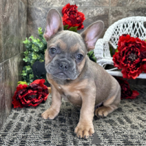 Photo №2 to announcement № 166634 for the sale of french bulldog - buy in Germany breeder