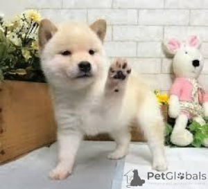 Photo №1. shiba inu - for sale in the city of Hallstat | 465$ | Announcement № 170137