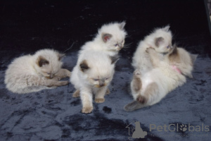 Photo №4. I will sell ragdoll in the city of Berlin. private announcement - price - 423$