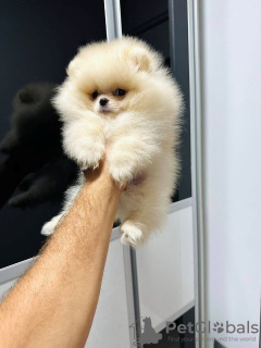 Photo №3. Pomeranian Spitz, puppies of the highest quality. Serbia