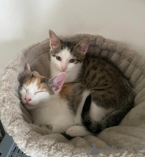 Photo №1. american shorthair - for sale in the city of Monheim | 361$ | Announcement № 177594