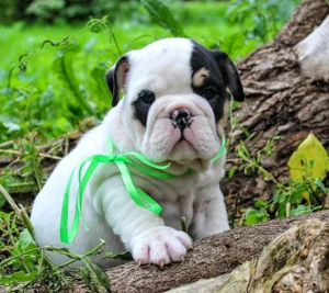 Photo №3. Black tricolor puppy. Russian Federation