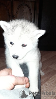 Additional photos: Husky