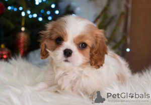 Photo №2 to announcement № 33340 for the sale of cavalier king charles spaniel - buy in Germany private announcement, breeder