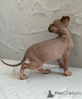 Photo №1. sphynx cat - for sale in the city of Berlin | negotiated | Announcement № 139113