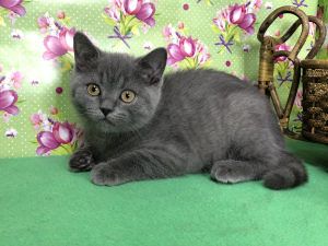 Photo №1. british shorthair - for sale in the city of Samara | 407$ | Announcement № 6403