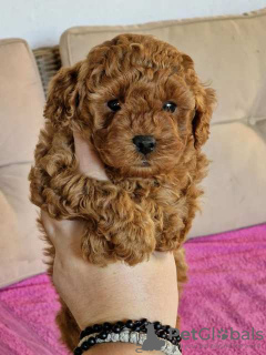 Photo №3. Beautiful toy poodle puppies. Serbia