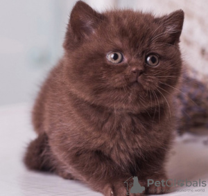 Photo №1. british shorthair - for sale in the city of Izhevsk | 204$ | Announcement № 8711