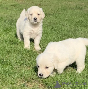 Photo №1. golden retriever - for sale in the city of Подгорица | negotiated | Announcement № 124329