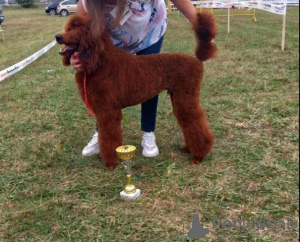 Photo №1. poodle (royal) - for sale in the city of Werbass | negotiated | Announcement № 103500
