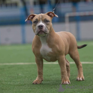 Photo №1. american bully - for sale in the city of Kharkov | 2366$ | Announcement № 13696