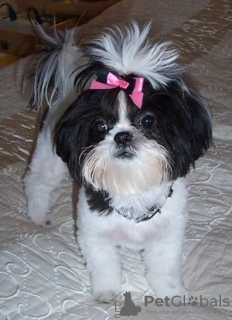 Photo №2 to announcement № 9234 for the sale of shih tzu - buy in United States breeder