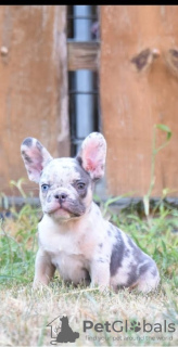 Photo №1. french bulldog - for sale in the city of Stari Banovci | negotiated | Announcement № 114982