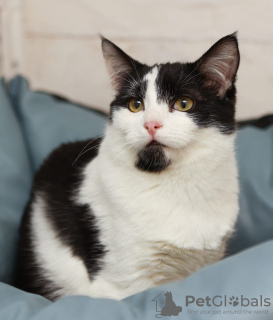 Additional photos: Black and white kitten Cosmos looking for a home