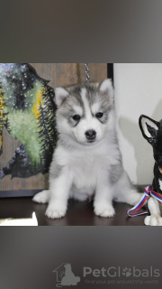 Additional photos: Siberian Husky puppies