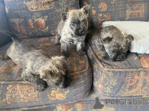 Photo №1. cairn terrier - for sale in the city of Gottskär | negotiated | Announcement № 169706