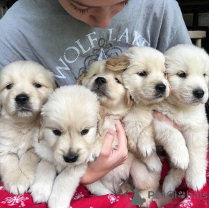 Photo №2 to announcement № 116616 for the sale of golden retriever - buy in Germany private announcement