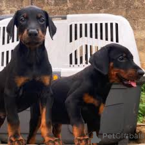 Photo №1. dobermann - for sale in the city of City of London | 1032$ | Announcement № 165562