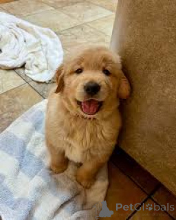 Photo №4. I will sell golden retriever in the city of Vienna. private announcement, breeder - price - 1032$