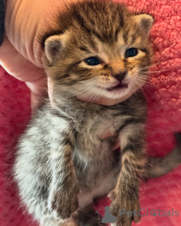 Photo №3. Bengal. Germany