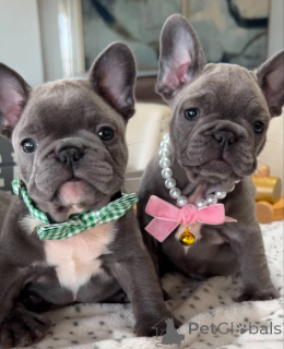 Photo №1. french bulldog - for sale in the city of Warsaw | negotiated | Announcement № 139015