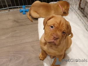 Photo №1. dogue de bordeaux - for sale in the city of Allensbach | 361$ | Announcement № 171422