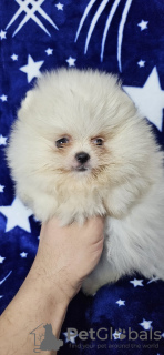 Photo №1. pomeranian - for sale in the city of Belgrade | negotiated | Announcement № 129662