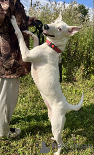 Additional photos: Snow-white Leila is looking for a home.