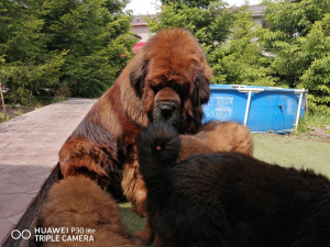Photo №1. tibetan mastiff - for sale in the city of Samara | negotiated | Announcement № 6688
