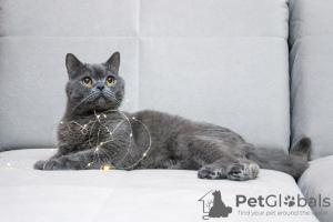 Photo №3. Young British cat Oxford is looking for a home. Russian Federation