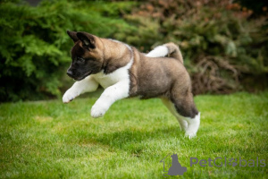 Additional photos: American Akita puppies