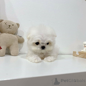 Photo №2 to announcement № 163360 for the sale of  - buy in Poland 