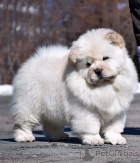 Photo №1. chow chow - for sale in the city of Stockholm | negotiated | Announcement № 113205