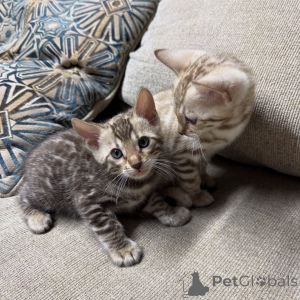 Photo №3. Premium Bengal Kittens Available Exotic Markings, Loving Personalities & Ready. Germany
