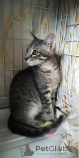 Additional photos: Silver kitten as a gift
