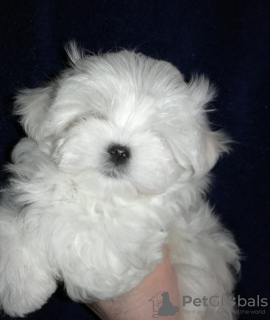 Photo №1. maltese dog - for sale in the city of Pskov | 732$ | Announcement № 10026