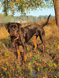 Photo №3. Rottweiler Polyn is ready for permanent residence!. Russian Federation