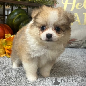 Photo №1. pomeranian - for sale in the city of Barsel | 329$ | Announcement № 152928